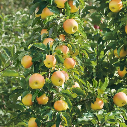 Яблоня колоновидная Янтарное ожерелье