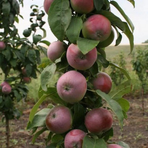 Яблоня колоновидная Готика