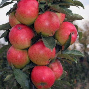 Яблоня колоновидная Гейзер