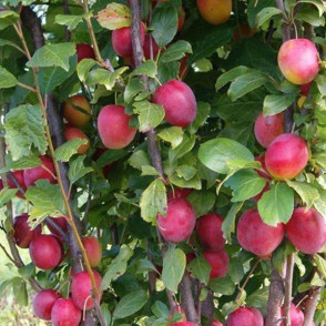 Алыча колоновидная