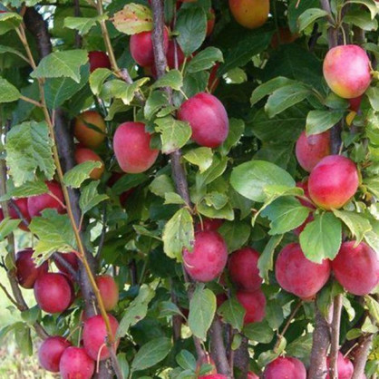 Алыча колоновидная