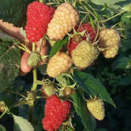 Малина Регина