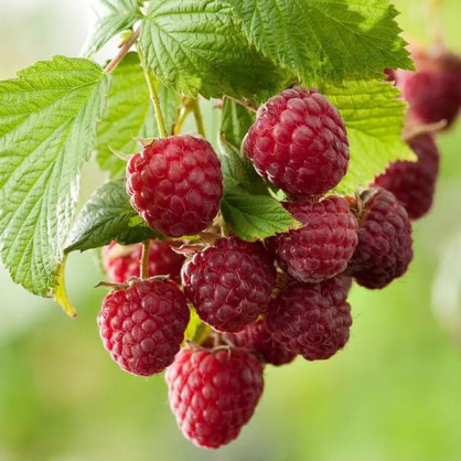 Малина Версаль