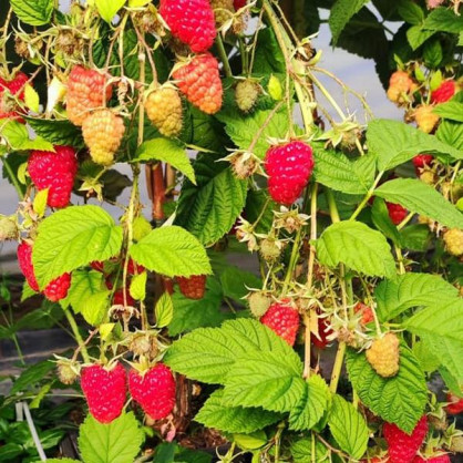 Малина Гусария