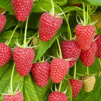 Малина Полька