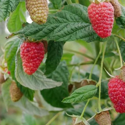 Малина Атлант