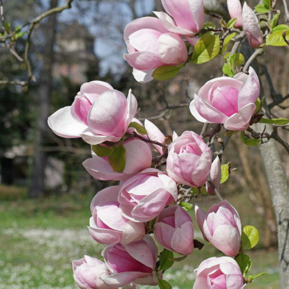 Магнолия Суланжа Амабилис