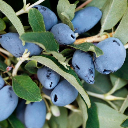 Жимолость Бореал Бист