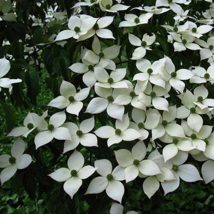 Дерен Коуза