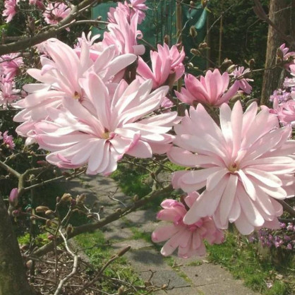 Магнолия стеллата Розеа