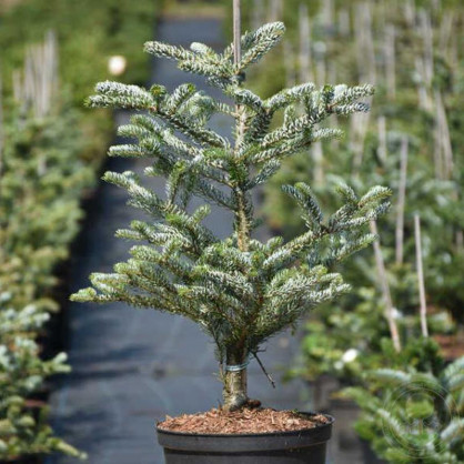 Пихта Сильвер Стар (Silver Star)