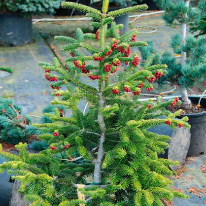 Пихта Мейерс Драфт (Meyers Dwarf)