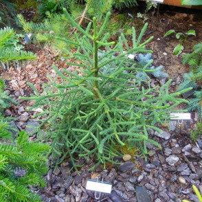 Пихта Рэт Тейл