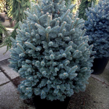 Пихта Нана Компакта