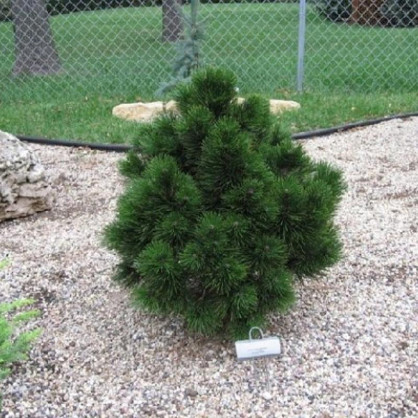 Сосна белокорая Грин Бан (pinus hedreichii green bun)