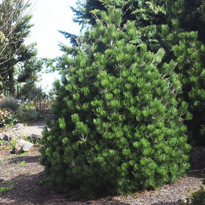 Сосна Гельдрейха (белокорая) Айриш Белл