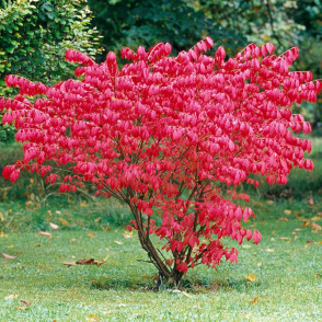 Бересклет Компактус