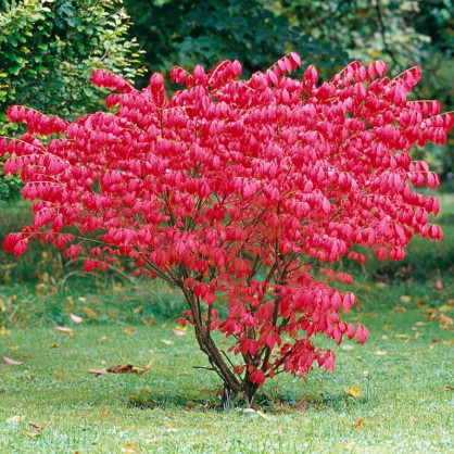 Бересклет Компактус