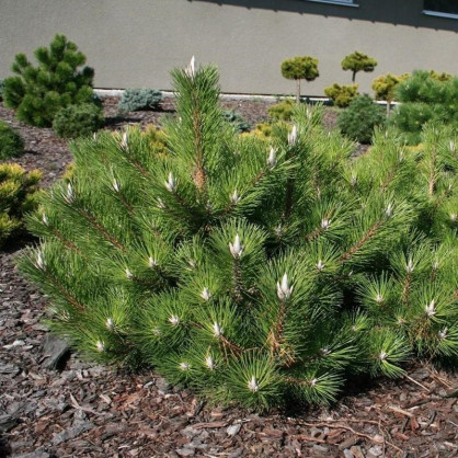 Сосна Тунберга Сайонара (Sayonara)