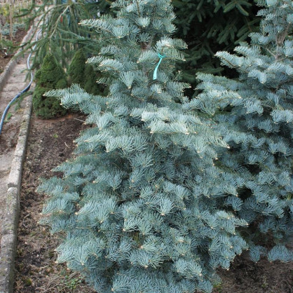 Пихта одноцветная Хекс (Abies concolor Hexe)