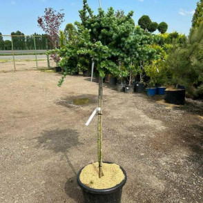 Лиственница Грей Пёрл на штамбе