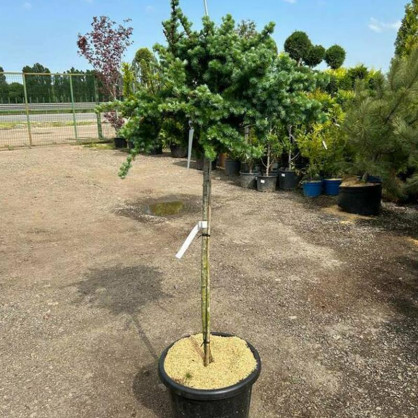 Лиственница Грей Пёрл на штамбе