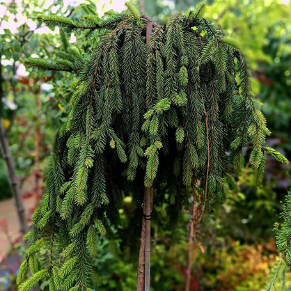 Ель Инверса на штамбе (Inversa)