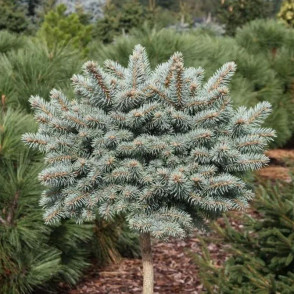 Ель колючая Глаука Компакта на штамбе