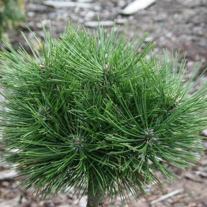 Сосна Джейн Клуис (Жан Клаус) на штамбе