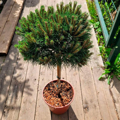 Сосна Мари брегон на штамбе