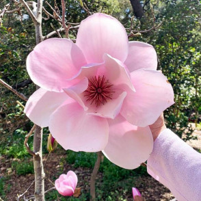 Магнолия Атлас