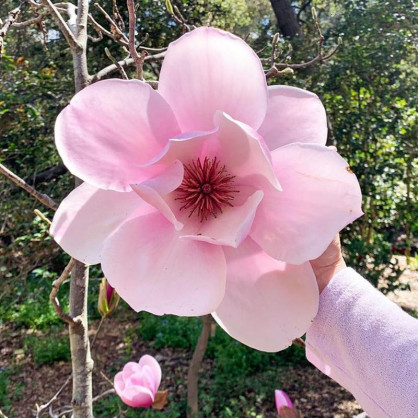 Магнолия Атлас