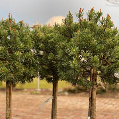 Сосна горная Гном на штамбе