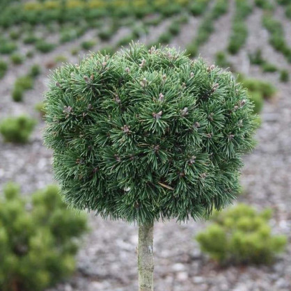 Сосна горная Мини Мопс на штамбе