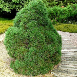 Сосна Глобоза Виридис