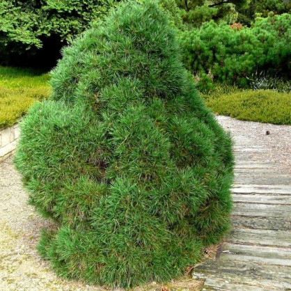 Сосна Глобоза Виридис