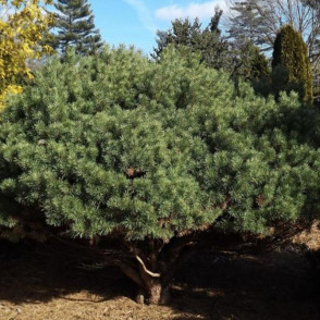 Сосна обыкновенная Беувроненсиз