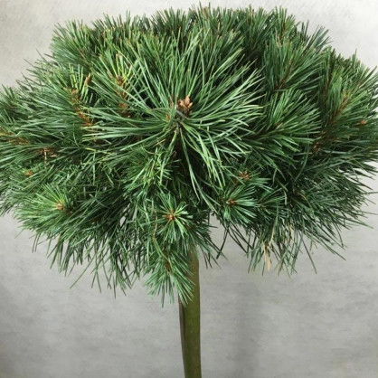 Сосна Чантри Блю на штамбе