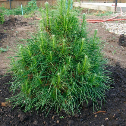 Сосна обыкновенная Ксавери (Xawery)