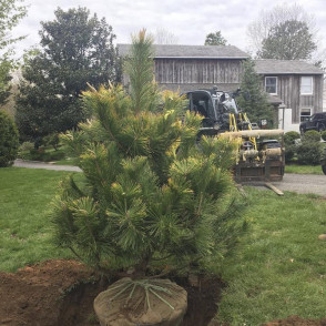 Сосна Тунберга Огон (Ogon)