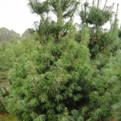 Сосна Веймутова Торулоза (Pinus strobus Torulosa)