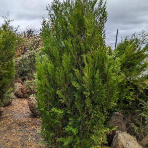 Туя складчатая Корник (Kornik)