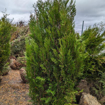 Туя складчатая Корник (Kornik)