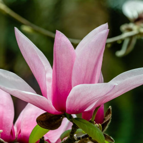 Магнолия Стар Варс