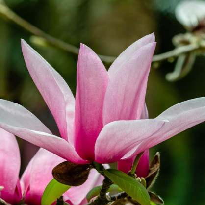 Магнолия Стар Варс