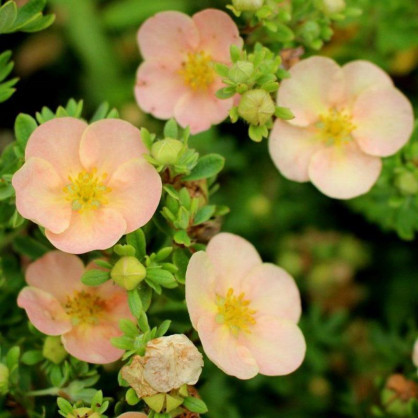 Лапчатка Дейдаун