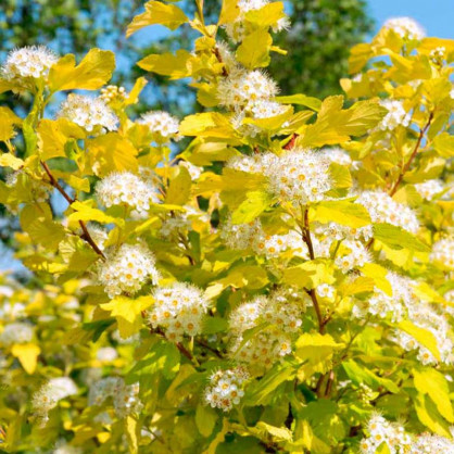 Пузыреплодник Ангел Голд