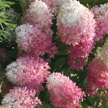 Гортензия Тач Оф Пинк