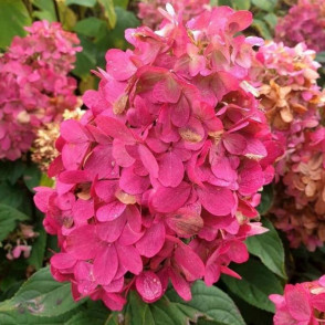 Гортензия Бонфаер (Bonfire)