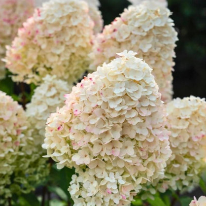 Гортензия Шугар Раш (Sugar Rush)